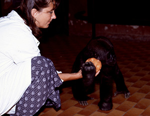 foto della dottoressa Elisabetta Visalberghi con la piccola gorilla Romina durante un esperimento sull'orientamento 